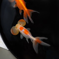 紅水泡眼7-8cm_1