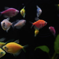 彩色磚魚｜藍磚｜金磚｜綠磚｜紅磚｜紫磚｜橘子磚｜翡翠綠磚｜粉白磚_6