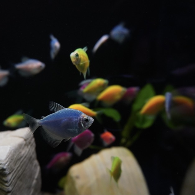 彩色磚魚｜藍磚｜金磚｜綠磚｜紅磚｜紫磚｜橘子磚｜翡翠綠磚｜粉白磚