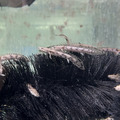 虎班恐龍王7-8cm_2