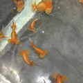 紅水泡眼7-8cm_3
