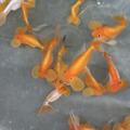 紅水泡眼7-8cm_2