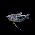 青萬隆6cm_1