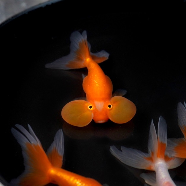 紅水泡眼7-8cm