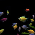 彩色磚魚｜藍磚｜金磚｜綠磚｜紅磚｜紫磚｜橘子磚｜翡翠綠磚｜粉白磚_5