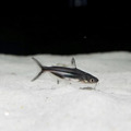 虎頭鯊7-8cm