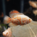 白花豬5-6cm_4