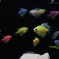 彩色磚魚｜藍磚｜金磚｜綠磚｜紅磚｜紫磚｜橘子磚｜翡翠綠磚｜粉白磚_2