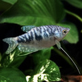 青萬隆6cm_2