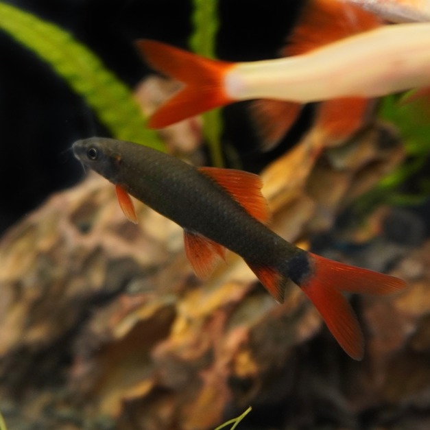 黑彩虹沙5cm