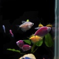 彩色磚魚｜藍磚｜金磚｜綠磚｜紅磚｜紫磚｜橘子磚｜翡翠綠磚｜粉白磚_1