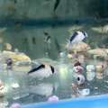黑金紅頭鼠_3