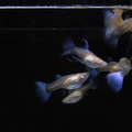 天藍白子緞帶(組) 孔雀魚