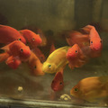 紫英武11-12cm_1