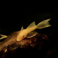 大帆藍眼鬍子異形4cm_3