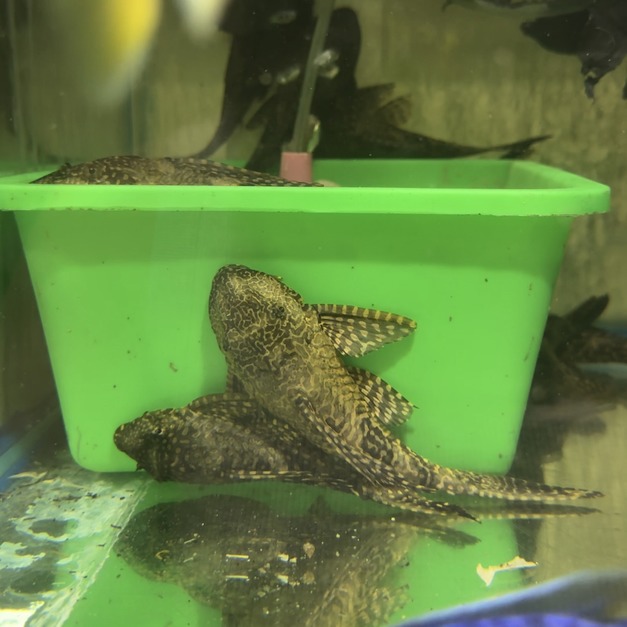 琵琶鼠6-7cm