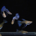 天藍白子緞帶(組) 孔雀魚_2