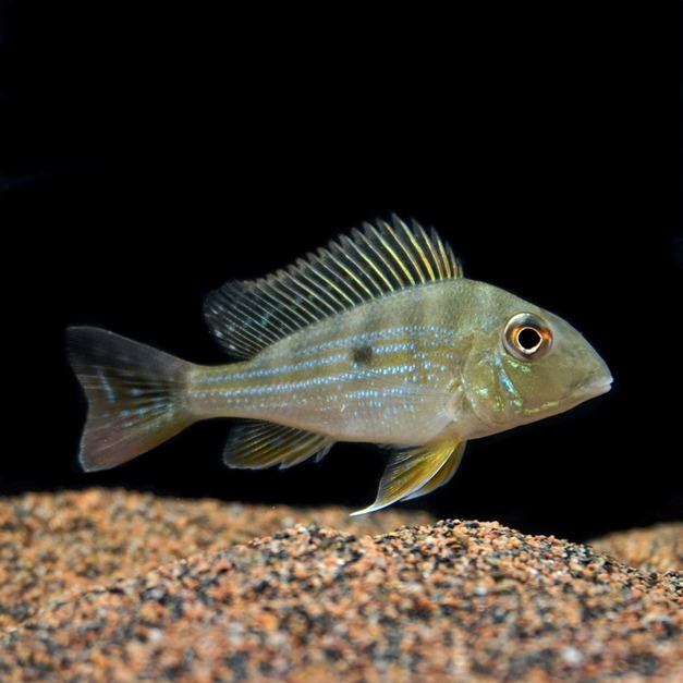 白子胭脂鳳冠7-8cm