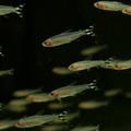 紅鼻剪刀_2
