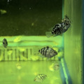 藍寶英武2.5cm_2