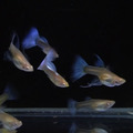 天藍白子緞帶(組) 孔雀魚_1