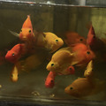 紫英武11-12cm_4