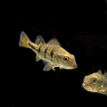 蟲紋巴西亞金三間6-7cm
