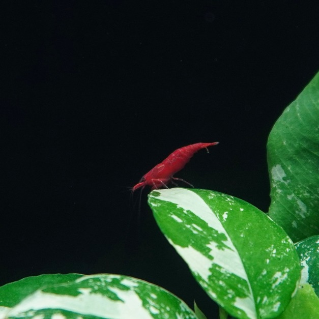 極紅蝦