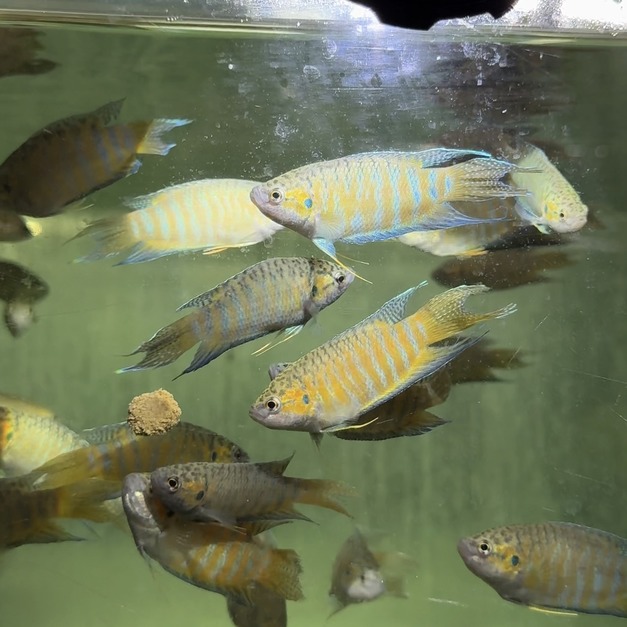 彩兔 鬥魚