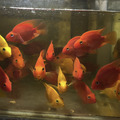 紫英武11-12cm_3