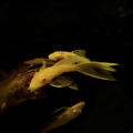 大帆藍眼鬍子異形4cm_2