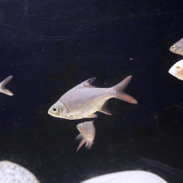 泰國鯽17-18cm