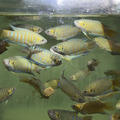 彩兔 鬥魚_2