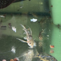 大帆花鼠_1
