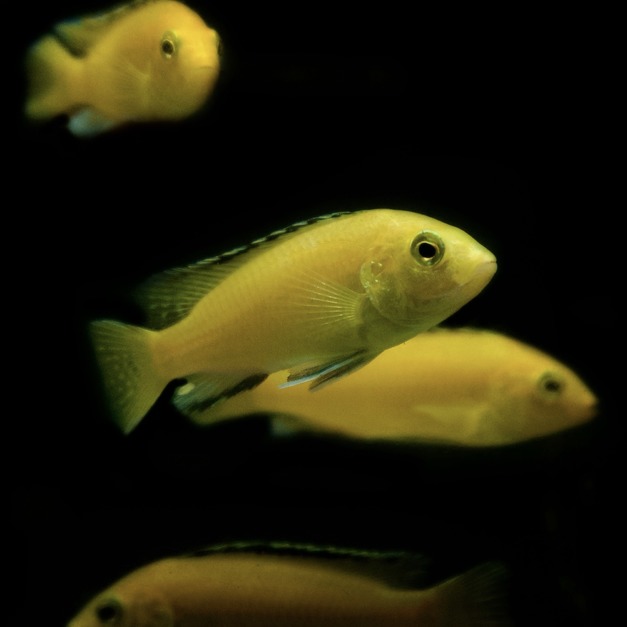 非洲王子10-11cm
