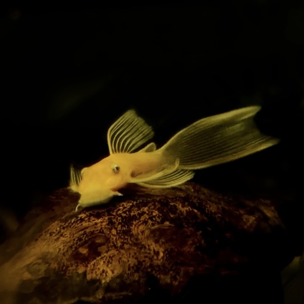 大帆藍眼鬍子異形4cm