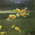 彩色虎磚｜綠虎磚｜紅虎磚_1