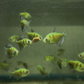 彩色虎磚｜綠虎磚｜紅虎磚_3