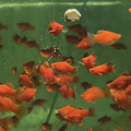 紅球_2