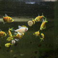 彩色虎磚｜綠虎磚｜紅虎磚