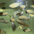彩兔 鬥魚_3