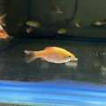 火玫瑰鯽L_2