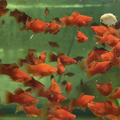 紅球_1