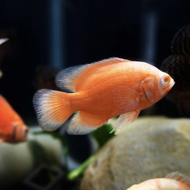 血紅豬5-6cm