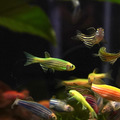 螢光仙子/斑馬魚/5隻/100隻 綜合_3
