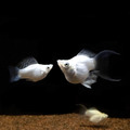 金銀黑天鵝（大） 三色天鵝 天鵝球魚_2