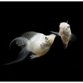 金銀黑天鵝（大） 三色天鵝 天鵝球魚_4