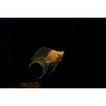 金銀黑天鵝（大） 三色天鵝 天鵝球魚