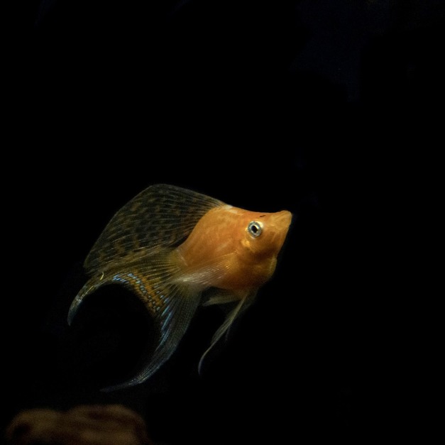 金銀黑天鵝（大） 三色天鵝 天鵝球魚