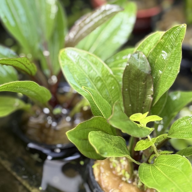 盆草 水草